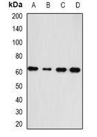 Anti-HAS3 Antibody