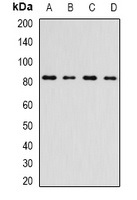 INTS10 antibody