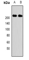Anti-KIF1B Antibody