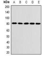 Anti-KIF3A Antibody
