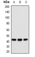 MAT1A antibody