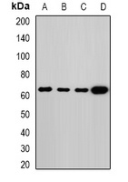 Anti-Melanophilin Antibody