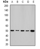 Anti-NFS1 Antibody