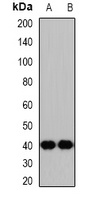 NSFL1C antibody