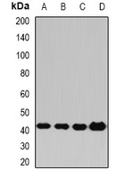 Anti-PP2C-alpha Antibody