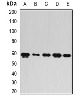 PUF60 antibody