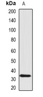 SCO1 antibody