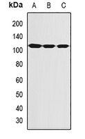 SECISBP2 antibody