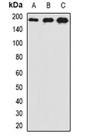 Anti-AP180 Antibody