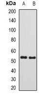 Anti-SUFU Antibody