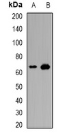 TRAF3IP2 antibody