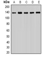 Anti-Exportin 5 Antibody