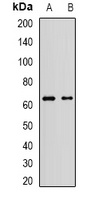 Anti-AF9 Antibody
