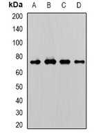 WDR48 antibody