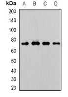 Anti-WDR48 Antibody