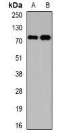 Anti-Kv4.3 Antibody