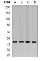 Anti-NELF-E Antibody