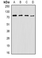 ASMTL antibody