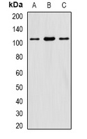 Anti-eIF3C Antibody
