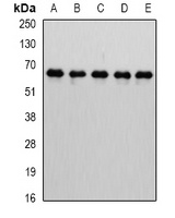 Anti-MTGR1 Antibody