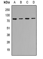 Anti-CIP4 Antibody