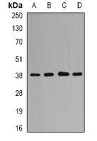 Anti-QKI Antibody