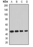 Anti-DNAJA2 Antibody
