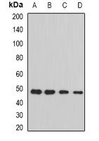 Anti-STAMBP Antibody