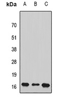 SUB1 antibody