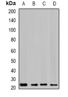 C16orf80 antibody