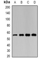 CXCR4 antibody