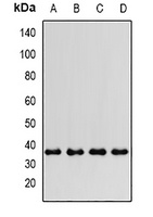 Anti-PTGES2 Antibody