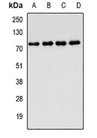 Anti-FIP1L1 Antibody