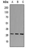 KLF9 antibody