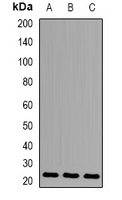 Anti-HEMK2 Antibody