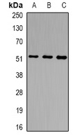 NSUN6 antibody