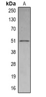 SETD6 antibody
