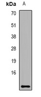 Dermcidin antibody