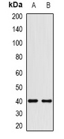 HMG20A antibody