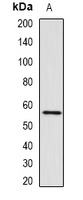 Anti-RNF8 Antibody