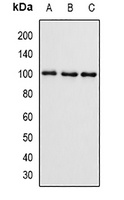 SMYD4 antibody