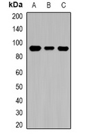 TGM1 antibody