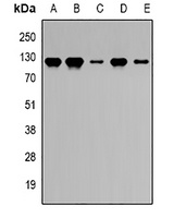 PRDM5 antibody