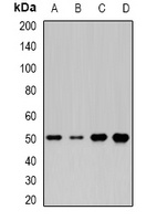 Anti-MOCS3 Antibody