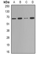 Anti-Deltex-2 Antibody