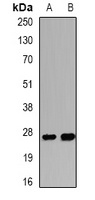 WISP2 antibody