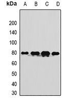 Anti-TUG Antibody