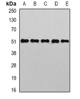 GOPC antibody