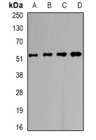 CHN1 antibody