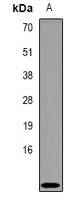 Anti-CRIP1 Antibody